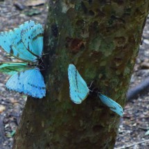 Butterflies on a tree trunk